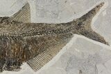 Fossil Fish (Diplomystus) - Wyoming #144219-3